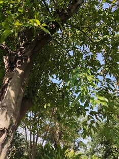 繁茂绿树展现自然生机