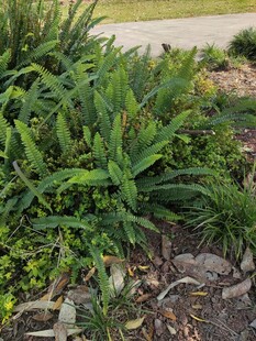 绿叶繁茂的地面植物景观