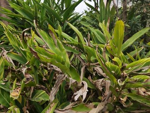 枯黄与翠绿交织的植物