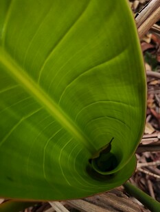 特写翠绿叶片上的神秘孔洞