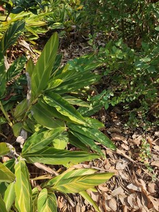 翠绿植物自然生机景象