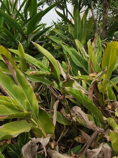 翠绿植物与枯黄叶片交织