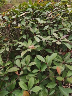 绿叶繁茂的植物景观