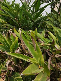 茂盛的绿色植物景观