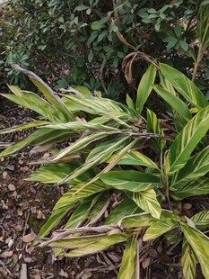 黄绿相间叶片的植物