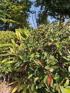 绿叶红果的繁茂植物景观