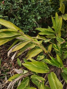 翠绿植物叶片特写