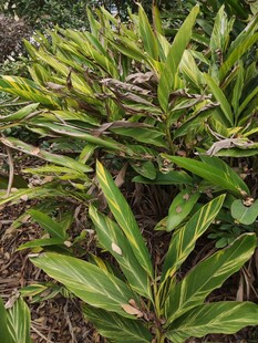 翠绿繁茂的热带植物景观