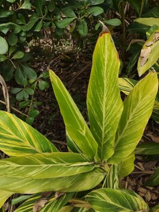 翠绿叶片的清新植物