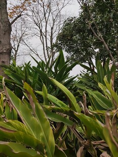 户外绿植与树木景致