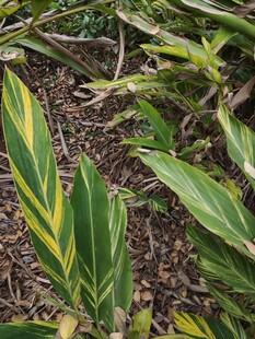 黄绿相间斑纹植物叶片