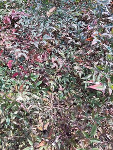 多彩植物叶片特写