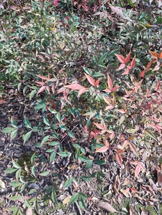 地面的多彩植物与落叶