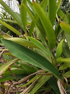 翠绿植物叶片特写