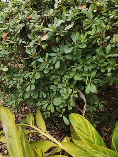 绿叶繁茂的植物景观