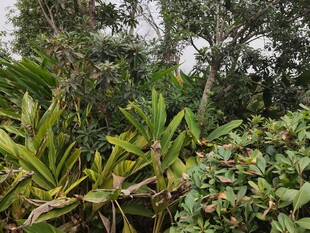 茂密丛林中的多样植物