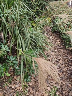 庭院中的多样绿植景观