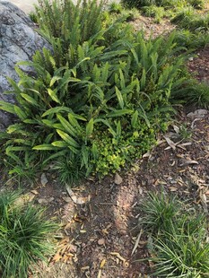 地面生长的绿色植物