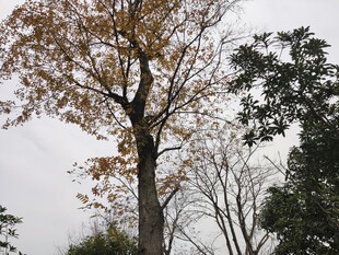 秋日挺拔树木景致