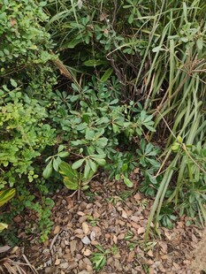 茂密丛林中的绿色植物景观