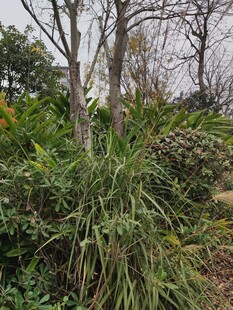 户外繁茂绿植景观