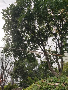 繁茂绿树与周边绿植景观