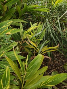 翠绿繁茂的热带植物景观