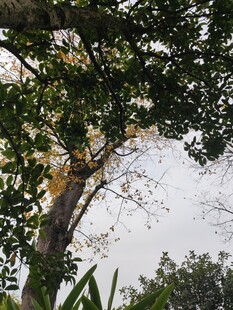 繁茂大树与天空的自然景致