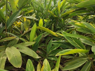 翠绿繁茂的热带植物景观