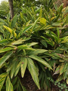 绿叶繁茂的植物景观