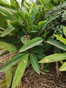 绿叶繁茂的植物景观