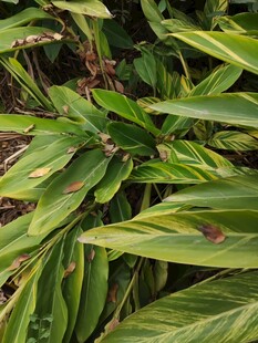 翠绿斑斓的植物叶片