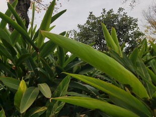 翠绿繁茂的热带植物景观