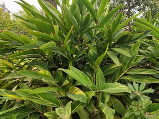 茂盛的绿色植物景观