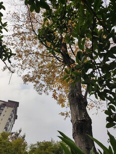 秋日大树与远处建筑风景