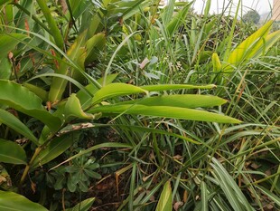 翠绿茂盛的野外植物景观