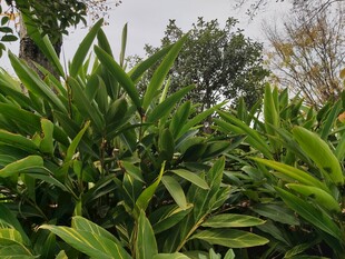 翠绿繁茂的热带植物景观