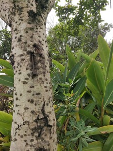 斑驳树干旁的葱郁绿植