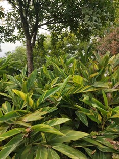 繁茂绿植展现自然生机