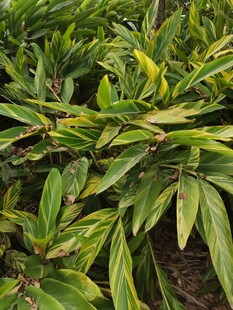 翠绿叶片的植物特写