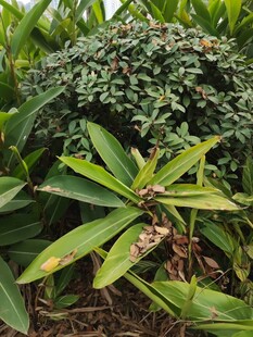 绿叶繁茂的多样植物景观