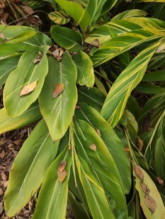 黄绿相间叶片植物特写