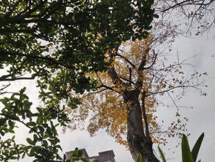 秋日黄叶树木景致