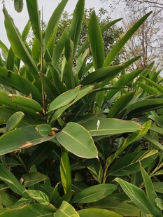 翠绿繁茂的阔叶植物