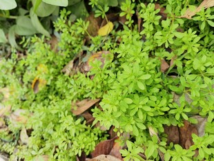 翠绿繁茂的地面绿植景观