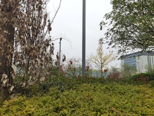 户外杂草丛生的自然场景