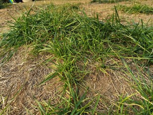 地面上的嫩绿草丛