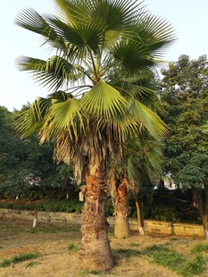 户外单棵挺拔棕榈树