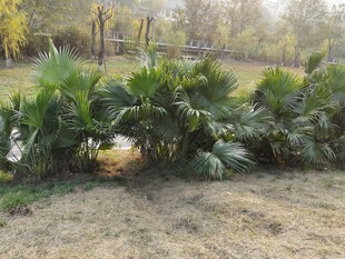 户外丛生的热带植物景观