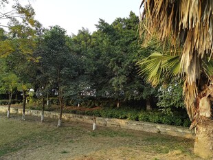 户外树林旁的开阔草地